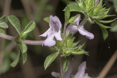 Satureja thymbra, photographed by Eleftherios Katsillis