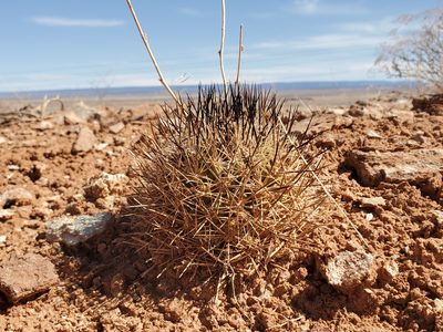 Pediocactus sileri, photographed by Trevor Harding