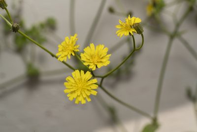 Crepis micrantha, photographed by Eleftherios Katsillis