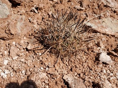 Pediocactus sileri, photographed by Trevor Harding