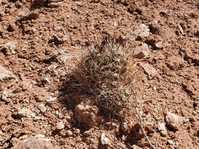 Pediocactus sileri, photographed by Trevor Harding