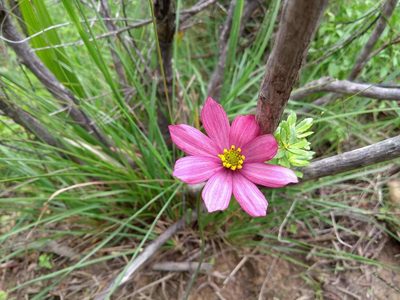 Cosmos peucedanifolius, photographed by Naturalist Tours