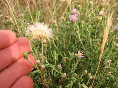 Vittadinia cuneata, photographed by Jon Sullivan