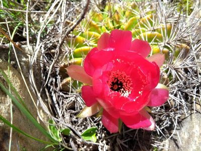Lobivia cinnabarina, photographed by Naturalist Tours