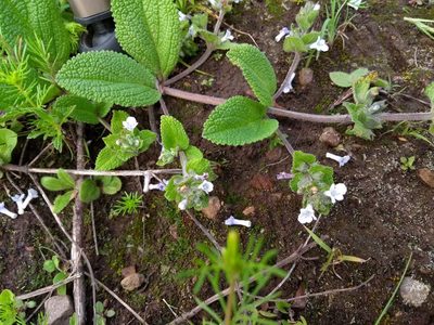 Lepechinia meyenii, photographed by Naturalist Tours