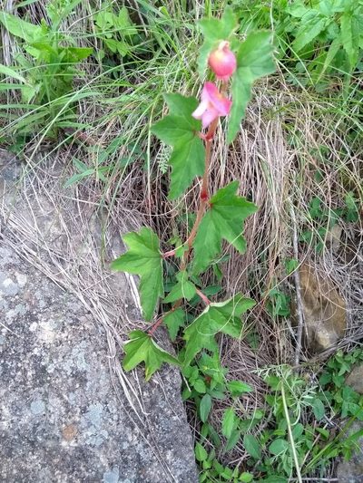 Begonia micranthera, photographed by Naturalist Tours