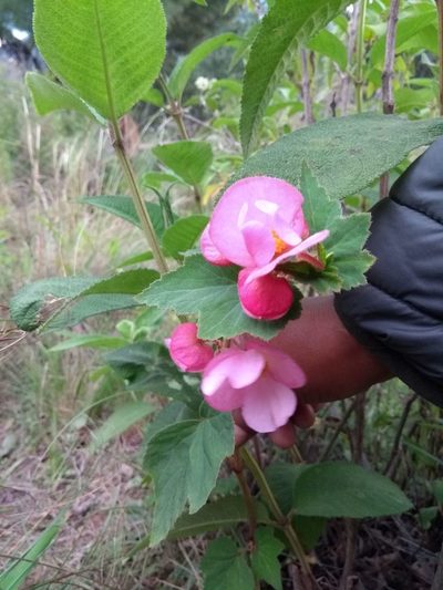 Begonia micranthera, photographed by Naturalist Tours