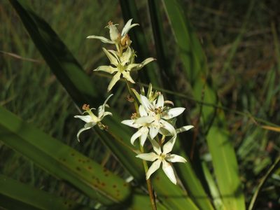 Zigadenus glaberrimus, photographed by Reuven Martin