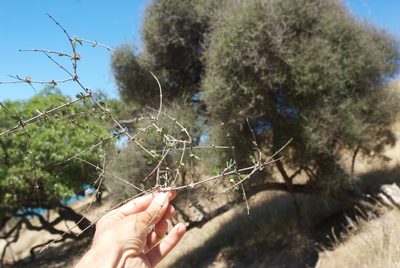 Olearia fimbriata, photographed by Jon Sullivan