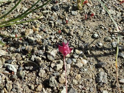 Trifolium depauperatum, photographed by joergmlpts