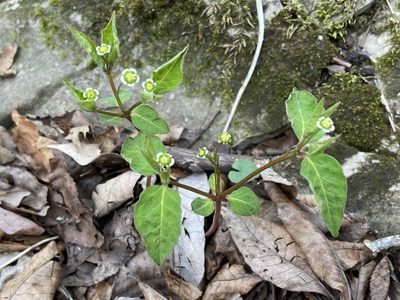 Euphorbia mercurialina, photographed by Brian Finzel