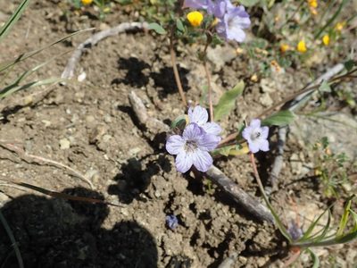 Phacelia divaricata, photographed by joergmlpts
