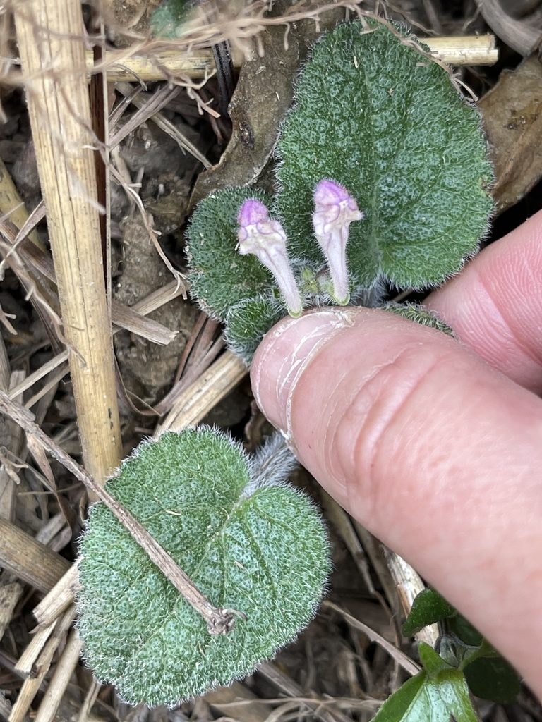 Scutellaria tayloriana, photographed by Yj