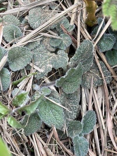 Scutellaria tayloriana, photographed by Yj