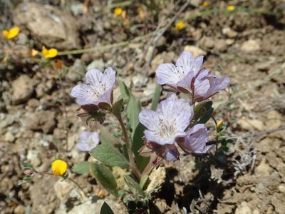 Phacelia divaricata, photographed by joergmlpts