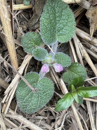 Scutellaria tayloriana, photographed by Yj