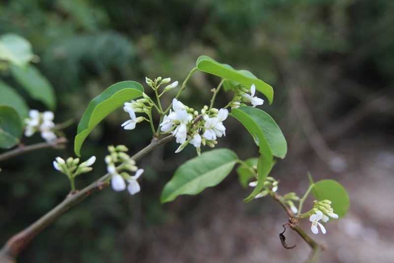 Dalbergia brownei, photographed by Brian Oakes Haiti Hunter