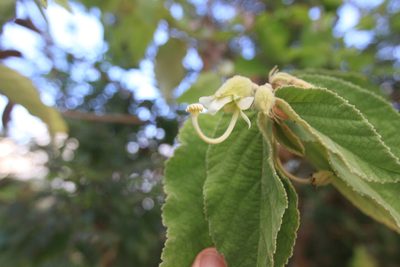 Helicteres jamaicensis, photographed by Brian Oakes Haiti Hunter