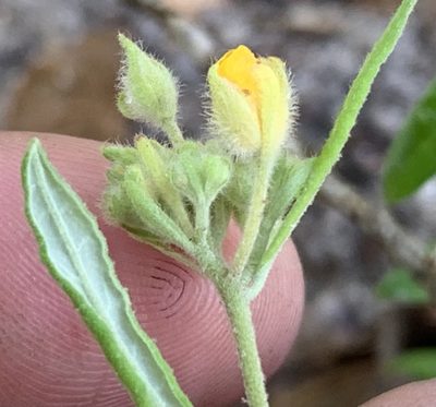Crocanthemum corymbosum, photographed by natalie