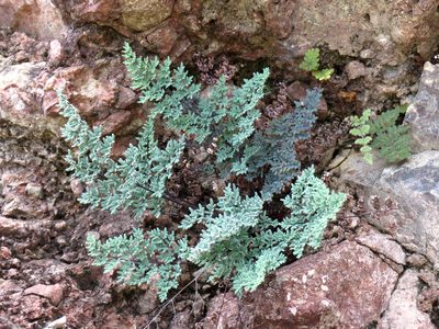 Argyrochosma limitanea, photographed by Katja Schulz