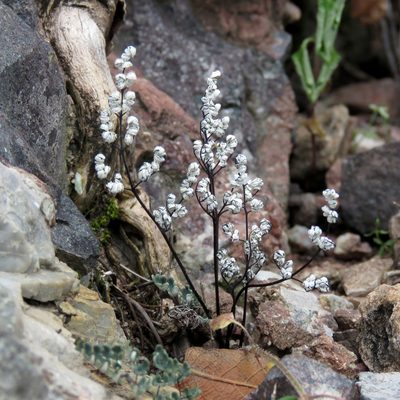 Argyrochosma limitanea, photographed by Katja Schulz