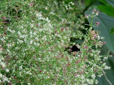 Galium wrightii, photographed by Katja Schulz