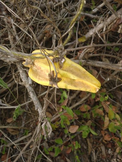 Macroscepis yucatanensis, photographed by Juan Cruzado Cortés