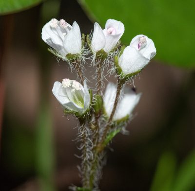 Veronica californica, photographed by Don Loarie