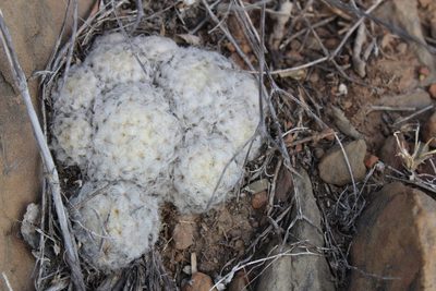 Mammillaria plumosa, photographed by Francisco Martínez González