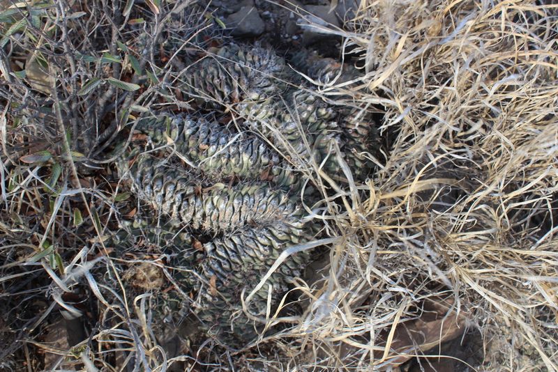Thelocactus rinconensis, photographed by Francisco Martínez González