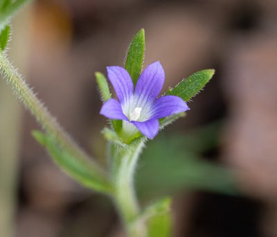 Githopsis specularioides, photographed by Don Loarie