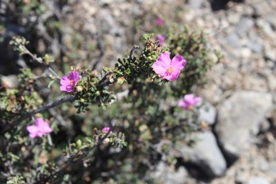Purshia plicata, photographed by Francisco Martínez González