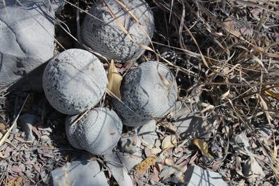 Epithelantha ilariae, photographed by Francisco Martínez González