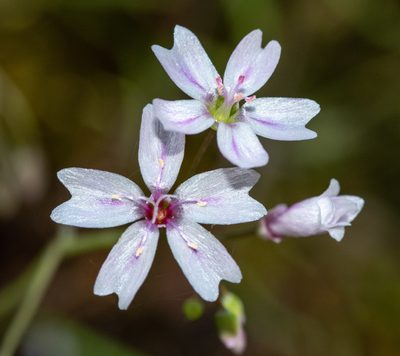 Claytonia gypsophiloides, photographed by Don Loarie