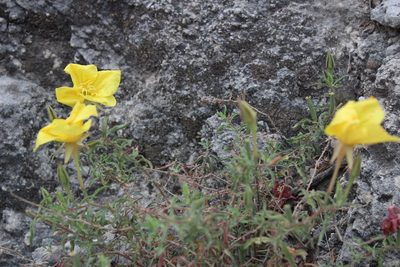 Oenothera hartwegii, photographed by Francisco Martínez González