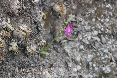 Zeltnera calycosa, photographed by Francisco Martínez González