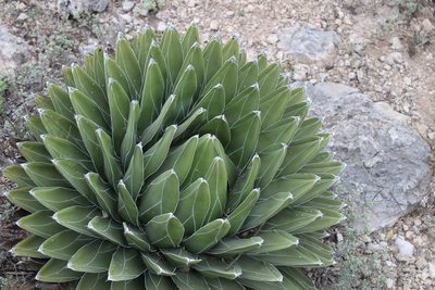 Agave victoriae-reginae, photographed by Francisco Martínez González