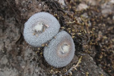 Epithelantha spinosior, photographed by Francisco Martínez González