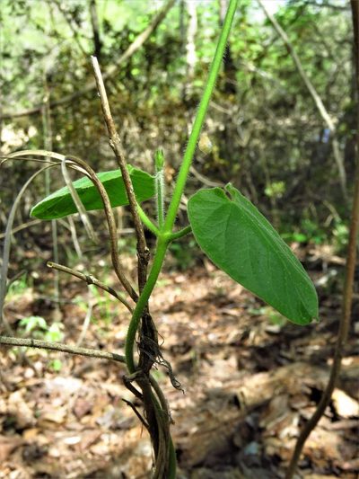 Odontostephana hirtelliflora, photographed by Annika Lindqvist