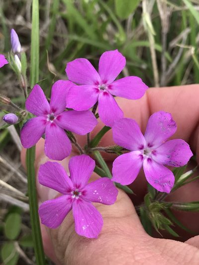 Phlox cuspidata, photographed by Cody Stricker