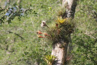 Tillandsia punctulata, photographed by Obed Palagot Echavarria