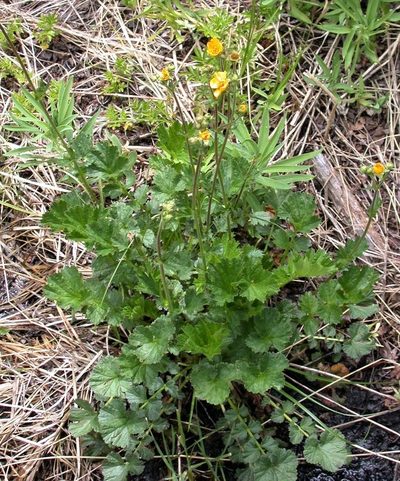 Geum magellanicum, photographed by Peter L Achuff
