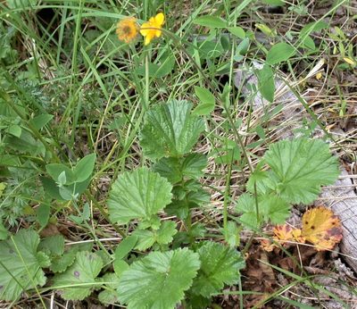 Geum magellanicum, photographed by Peter L Achuff