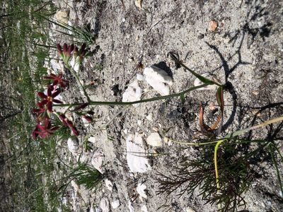 Codonorhiza micrantha, photographed by linkie