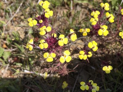 Triphysaria eriantha, photographed by Al Kordesch