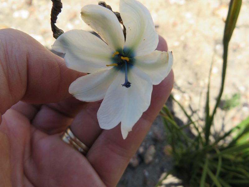 Aristea cantharophila, photographed by linkie