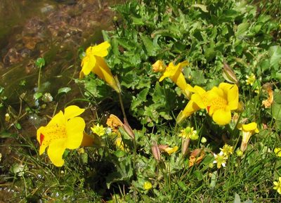 Erythranthe lutea, photographed by Peter L Achuff