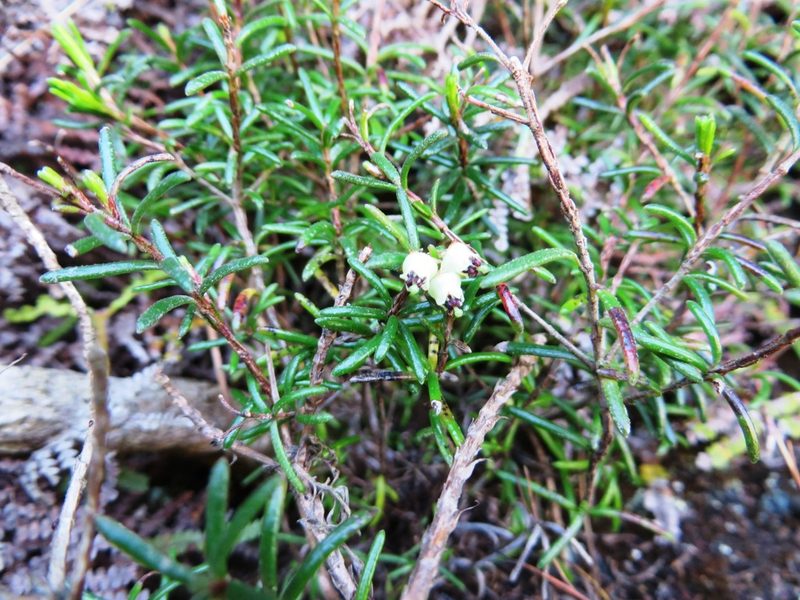 Erica obtusata, photographed by linkie