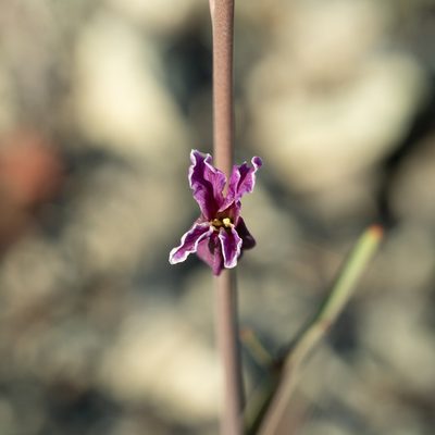 Streptanthus glandulosus, photographed by Nora Bales