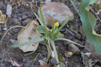 Tetrapteron graciliflorum, photographed by Ken-ichi Ueda